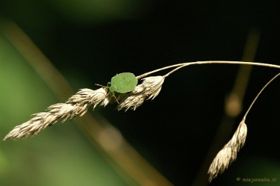 DSC_6178 Macro Limburg