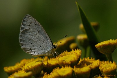 DSC_6192 Macro Limburg