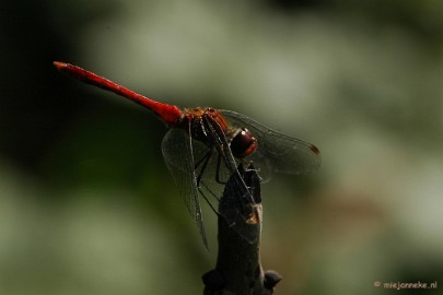 DSC_6219 Macro Limburg