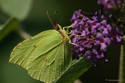 DSC_6246 Macro Limburg