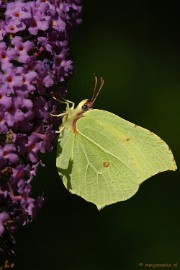 DSC_6267 Macro Limburg