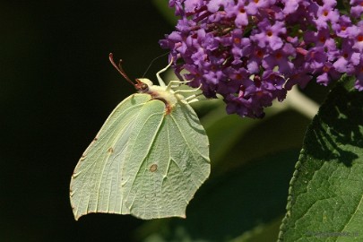 DSC_6279 Macro Limburg