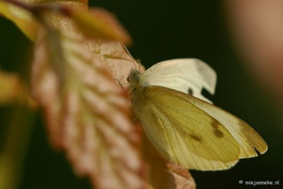 DSC_3510 Natuurtuin t Loo