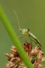 DSC_3895 Natuurtuin t Loo