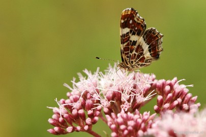 DSC_4972 Natuurtuin t Loo