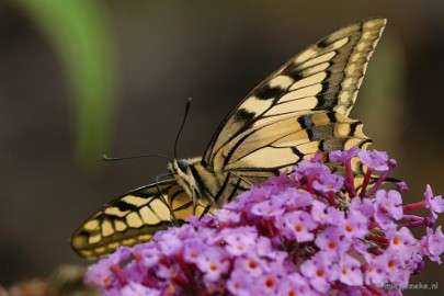 DSC_5013 Natuurtuin t Loo