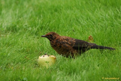 DSC_5112 Natuurtuin t Loo