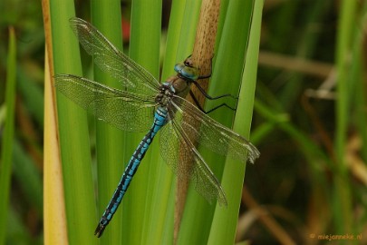 DSC_5229 Natuurtuin t Loo