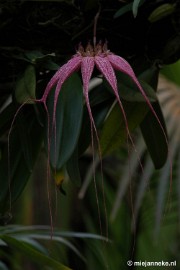 DSC_2800 Orchidee hoeve