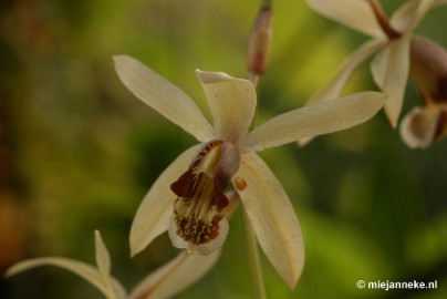 DSC_2809 Orchidee hoeve