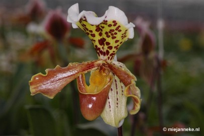 DSC_2880 Orchidee hoeve