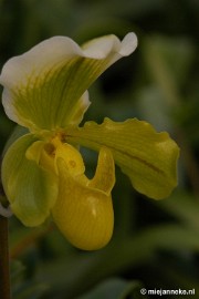 DSC_2902 Orchidee hoeve