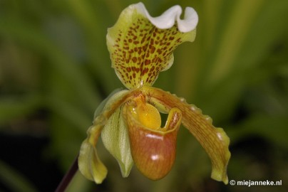 DSC_2915 Orchidee hoeve