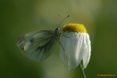 DSC_9525 Roerdalen 2011