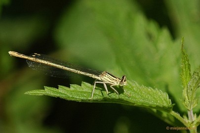 DSC_9727 Roerdalen 2011