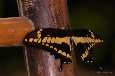 DSC_2570 Vlindertuin