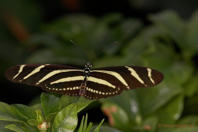 DSC_2596 Vlindertuin