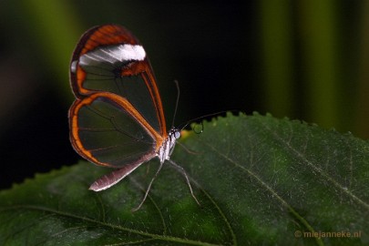 DSC_2621 Vlindertuin