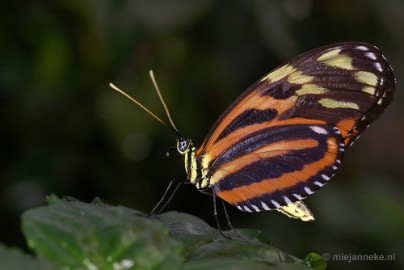 DSC_2630 Vlindertuin