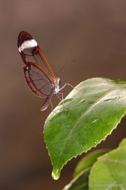 DSC_2658 Vlindertuin