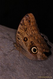 DSC_2674 Vlindertuin