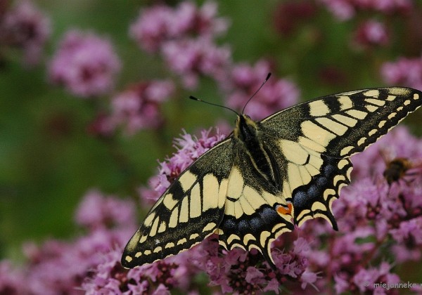 Natuurtuin