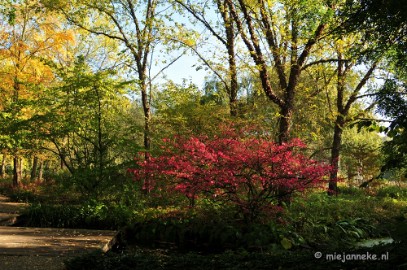 DSC_4753 Herfstkleuren in Arcen