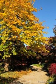 DSC_4952 Herfstkleuren in Arcen