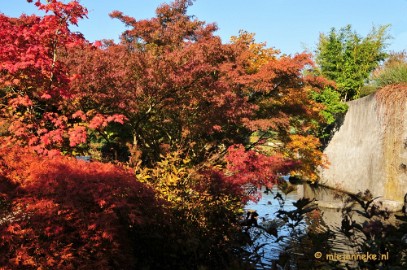 DSC_4965 Herfstkleuren in Arcen