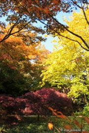 DSC_4984 Herfstkleuren in Arcen