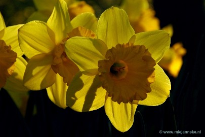 DSC_2006 Keukenhof 2011