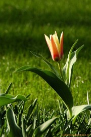 DSC_2044 Keukenhof 2011