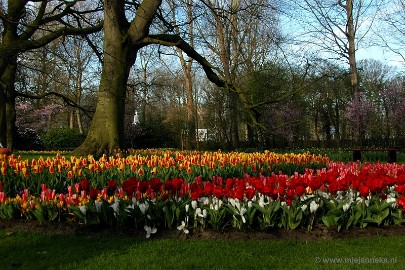 DSC_2052 Keukenhof 2011