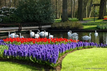 DSC_2106 Keukenhof 2011