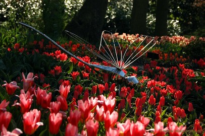 DSC_2163 Keukenhof 2011