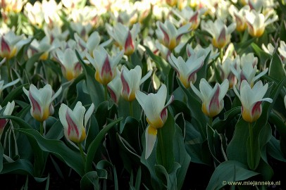 DSC_2172 Keukenhof 2011