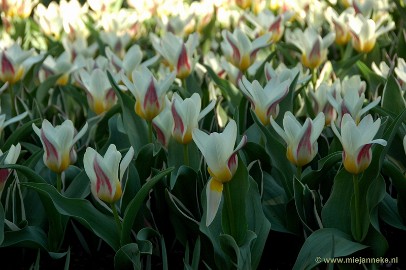 DSC_2172 Keukenhof 2011