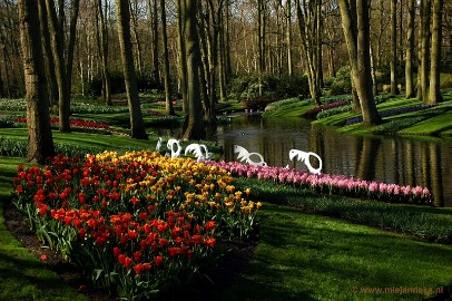 DSC_2182 Keukenhof 2011