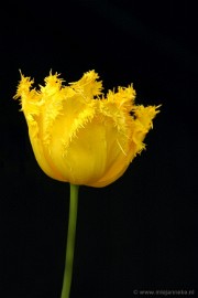 DSC_2239 Keukenhof 2011