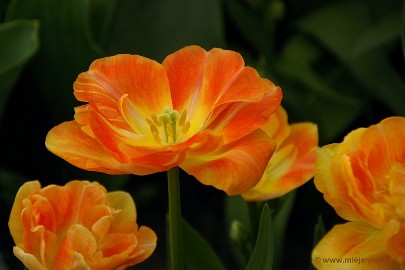 DSC_2277 Keukenhof 2011