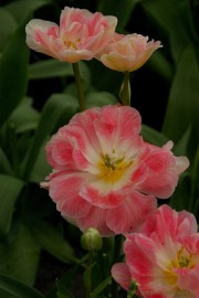 DSC_2280 Keukenhof 2011