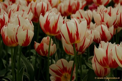 DSC_2287 Keukenhof 2011