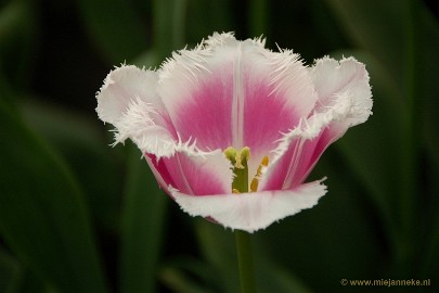 DSC_2290 Keukenhof 2011