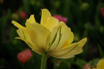 DSC_2296 Keukenhof 2011