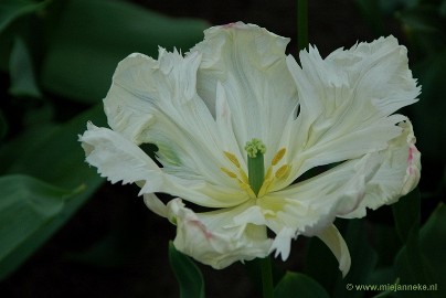 DSC_2305 Keukenhof 2011