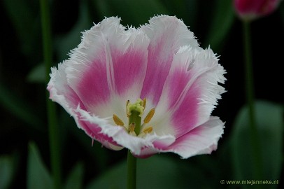 DSC_2311 Keukenhof 2011