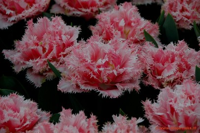 DSC_2315 Keukenhof 2011