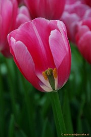 DSC_2317 Keukenhof 2011