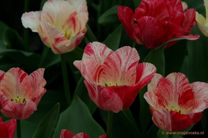 DSC_2321 Keukenhof 2011