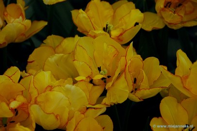 DSC_2327 Keukenhof 2011